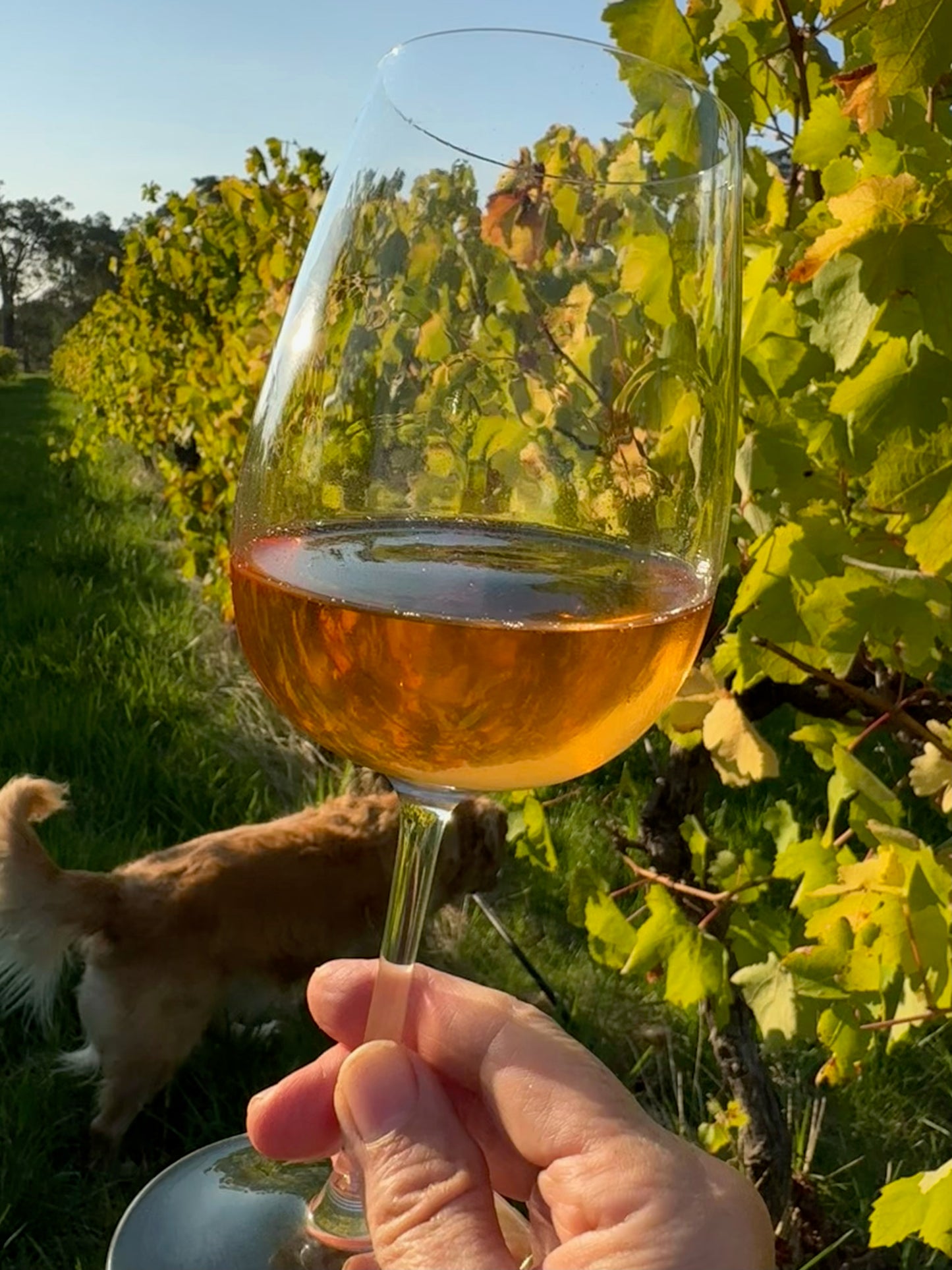 Glass of 2023 Jean Single Vineyard Rosé in the vineyard – Crooked Brook Wines, Ferguson Valley