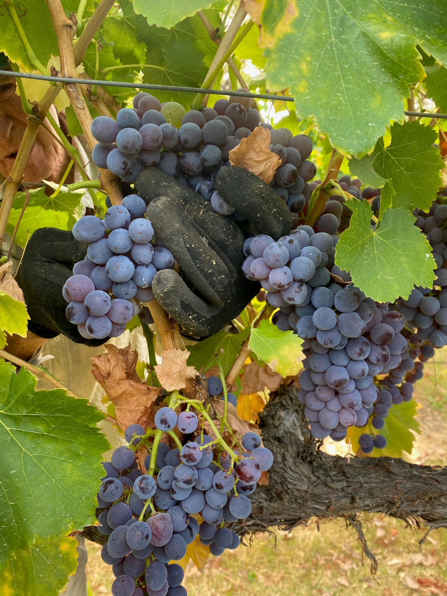 Crooked Brook Wines Single Vineyard Wine Club Membership – Ferguson Valley, Western Australia - image of grenache grapes being hand picked