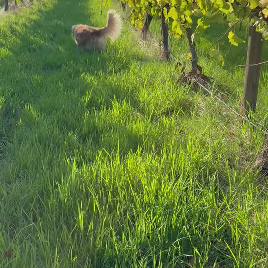 2023 Emma Single Vineyard Chardonnay – bottle reveal, pour, and vineyard walk, Crooked Brook Wines, Ferguson Valley