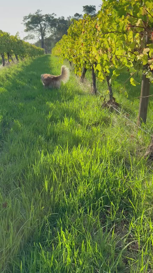 2023 Emma Single Vineyard Chardonnay