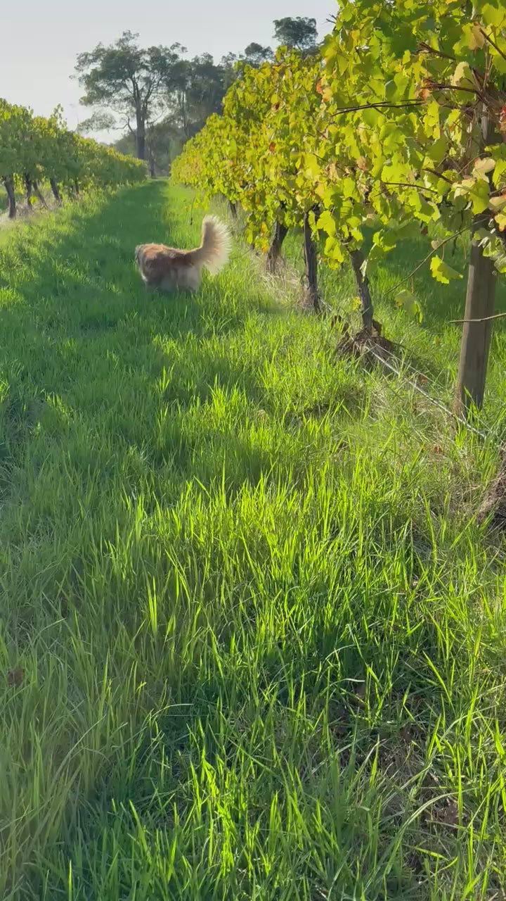 2023 Emma Single Vineyard Chardonnay – bottle reveal, pour, and vineyard walk, Crooked Brook Wines, Ferguson Valley