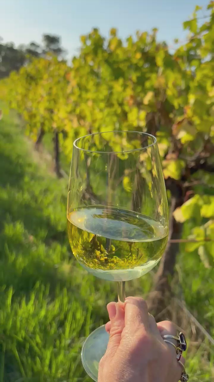 Load video: A green vineyard scene with a large glass of chardonnay that fills with light and swills around the glass, with a golden retriever walking through the vines in the background