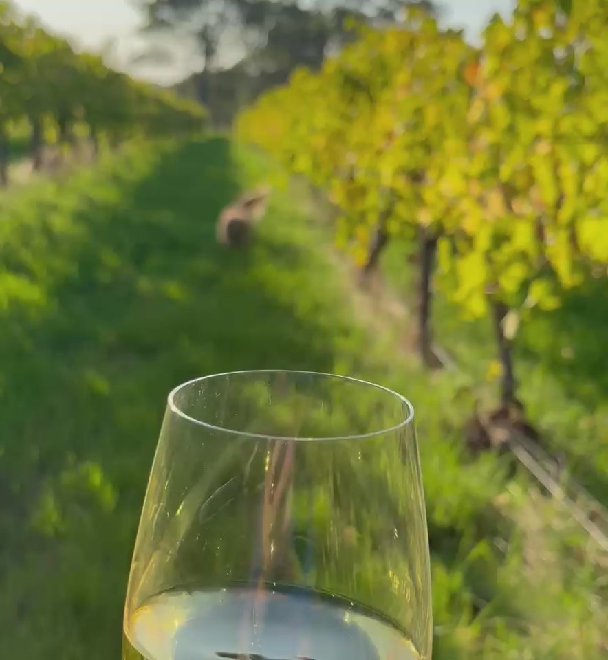 Load video: A green vineyard scene with a large glass of chardonnay that fills with light and swills around the glass, with a golden retriever walking through the vines in the background