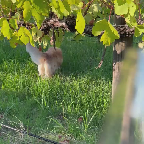 2022 James Single Vineyard Shiraz glass of wine in the vineyard at Crooked Brook Wines, Ferguson Valley