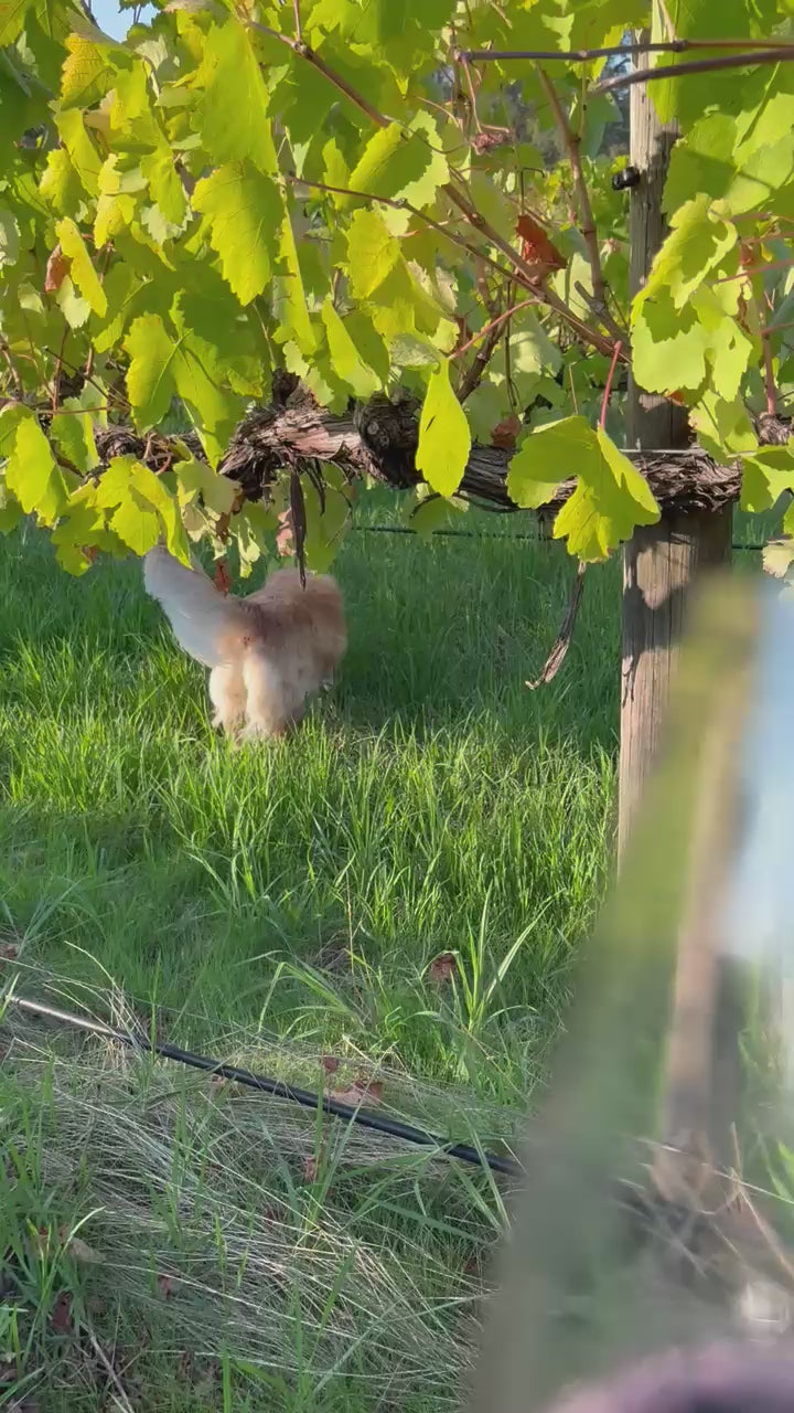2022 James Single Vineyard Shiraz glass of wine in the vineyard at Crooked Brook Wines, Ferguson Valley